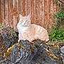 cat, orange_tabby, rock, moss, wooden_fence, outdoor, nature, greenery, animal, pet, relaxed, sitting, backyard, fence, plant, leaf, calm, fur, wildlife, daylight