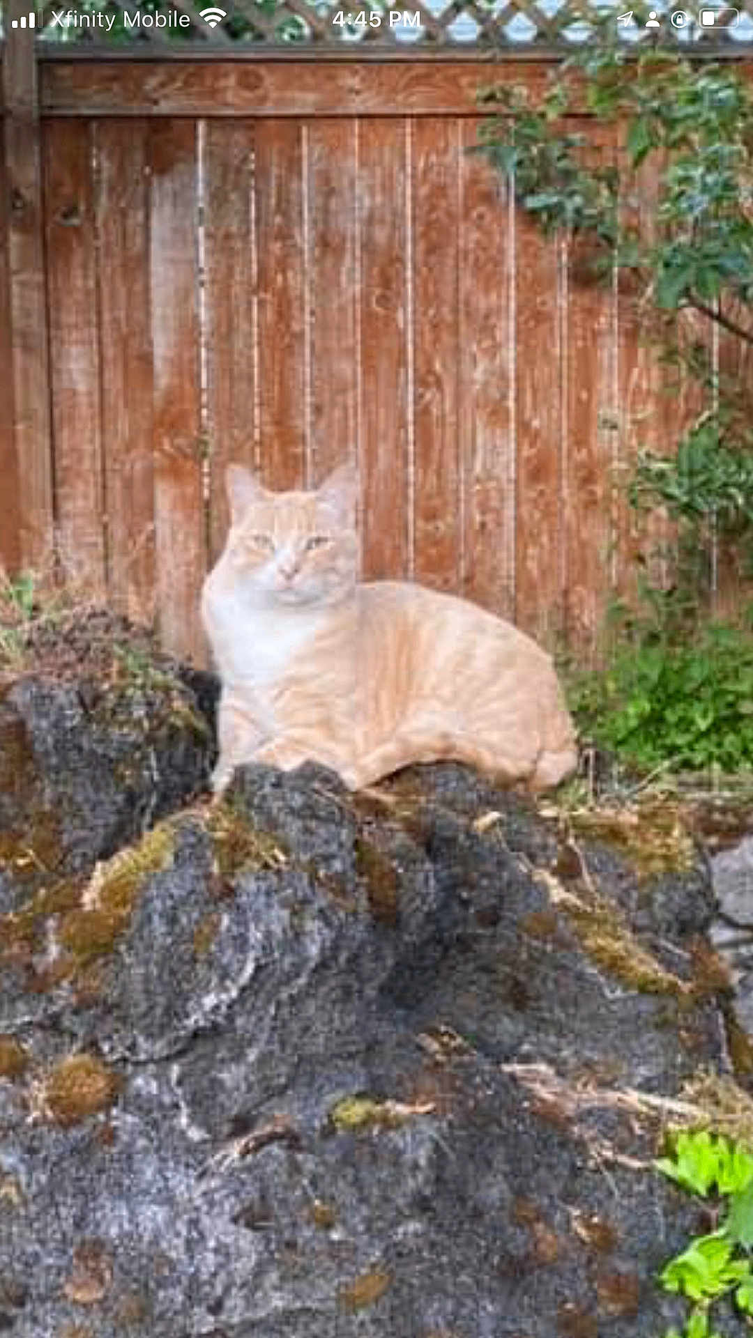 Busy is registered to the contest to win money with this photo: cat, orange_tabby, rock, moss, wooden_fence, outdoor, nature, greenery, animal, pet, relaxed, sitting, backyard, fence, plant, leaf, calm, fur, wildlife, daylight