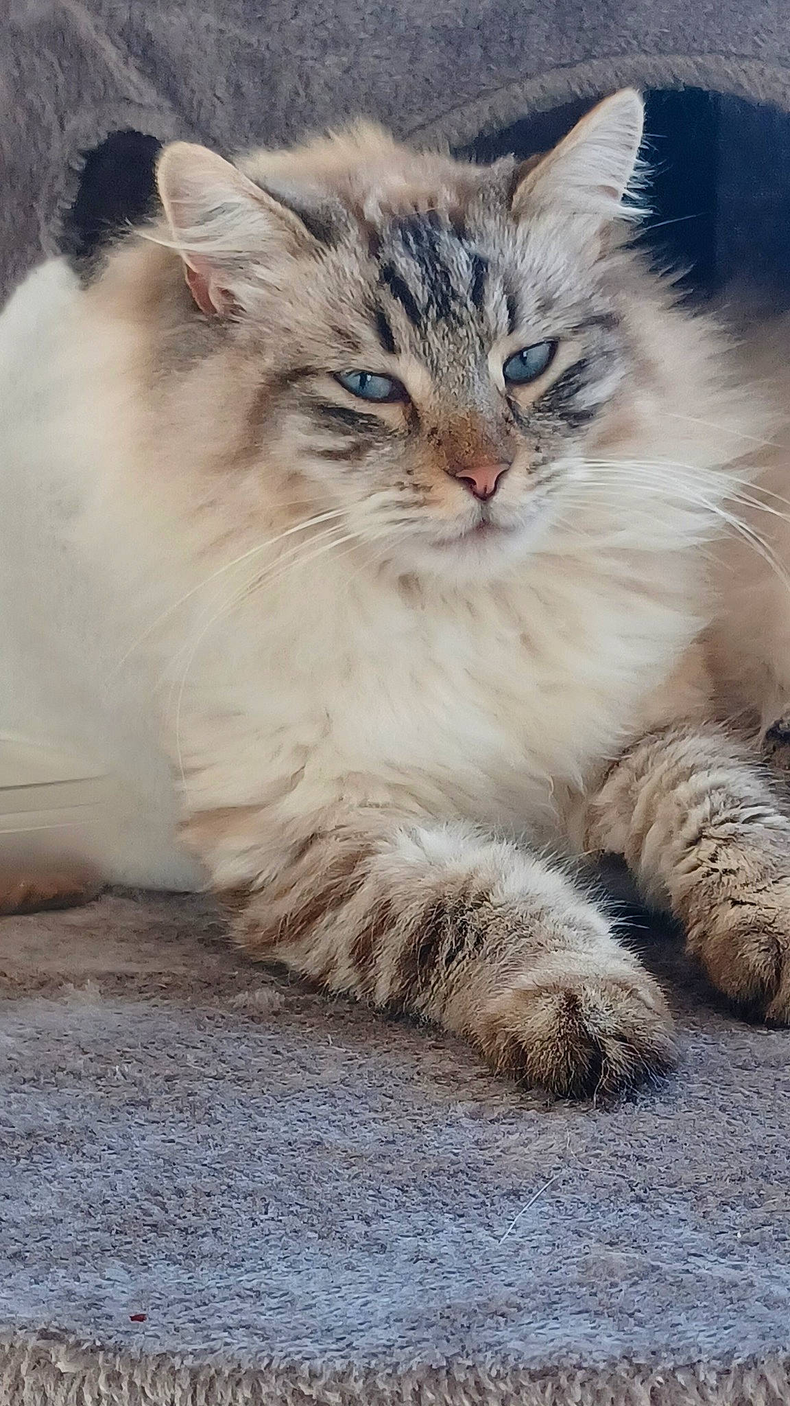 Nuage participe au concours pour gagner de l'argent avec cette photo : carnivore, cat, claw, domestic_short_haired_cat, felidae, fur, grass, paw, sitting, small_to_medium_sized_cats, snout, tail, terrestrial_animal, whiskers, wildlife, window