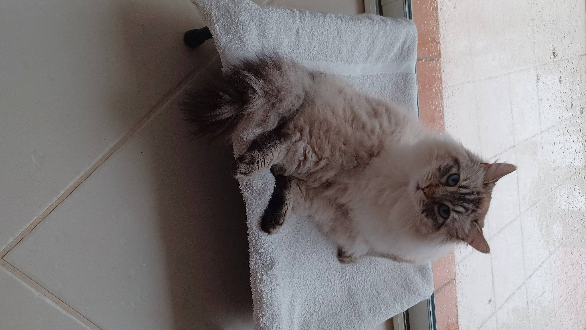 Nuage a rejoint le concours — aidez-le/la à gagner de superbes lots ! british_longhair, carnivore, cat, claw, comfort, domestic_short_haired_cat, fawn, felidae, flooring, fur, grey, paw, ragdoll, sitting, small_to_medium_sized_cats, snout, tail, whiskers, window, wood