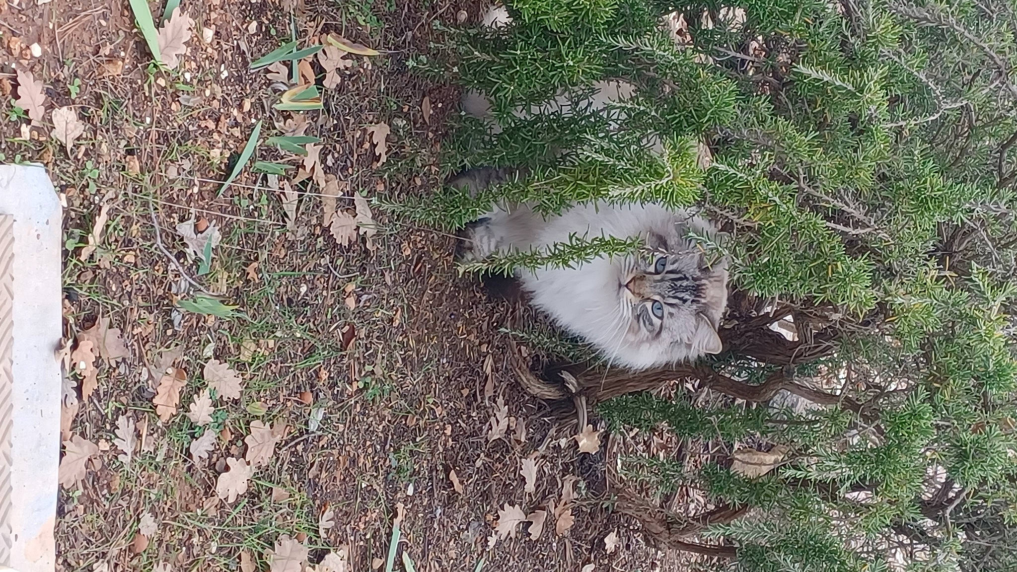 Nuage a rejoint le concours — aidez-le/la à gagner de superbes lots ! carnivore, cat, domestic_short_haired_cat, felidae, fur, grass, groundcover, herb, plant, small_to_medium_sized_cats, soil, subshrub, tail, terrestrial_animal, whiskers, wildlife