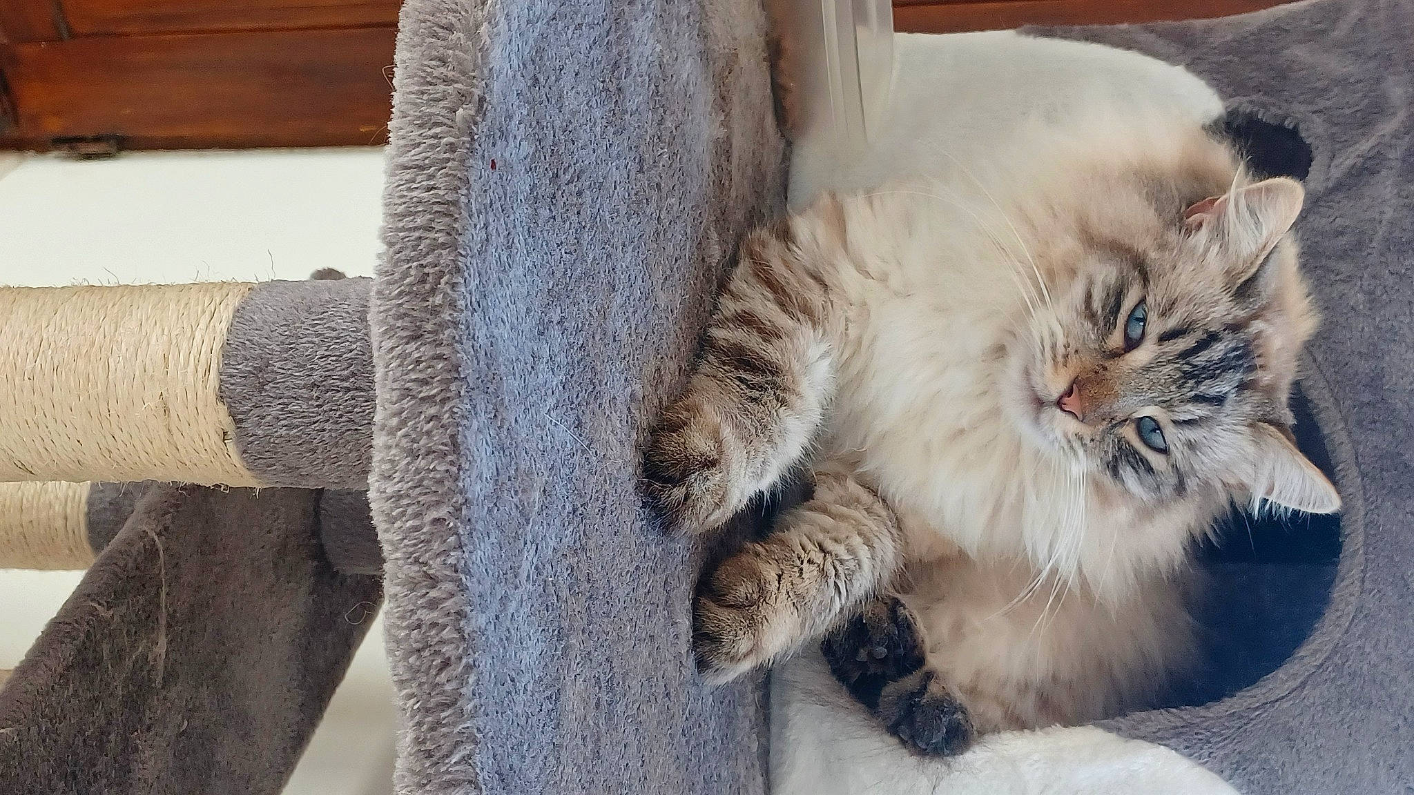 Nuage participe au concours pour gagner de l'argent avec cette photo : carnivore, cat, claw, comfort, domestic_short_haired_cat, eye, fawn, felidae, fur, grey, nap, paw, sitting, sleep, small_to_medium_sized_cats, snout, tail, terrestrial_animal, textile, whiskers