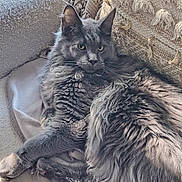 Apollo a rejoint le concours — aidez-le/la à gagner de superbes lots ! animal, blanket, cat, closeup, couch, cozy, cushion, ears, feline, fluffy, gray_cat, indoors, long_hair, lying_down, pet, portrait, relaxed, sitting, whiskers, yellow_eyes