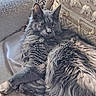 animal, blanket, cat, closeup, couch, cozy, cushion, ears, feline, fluffy, gray_cat, indoors, long_hair, lying_down, pet, portrait, relaxed, sitting, whiskers, yellow_eyes