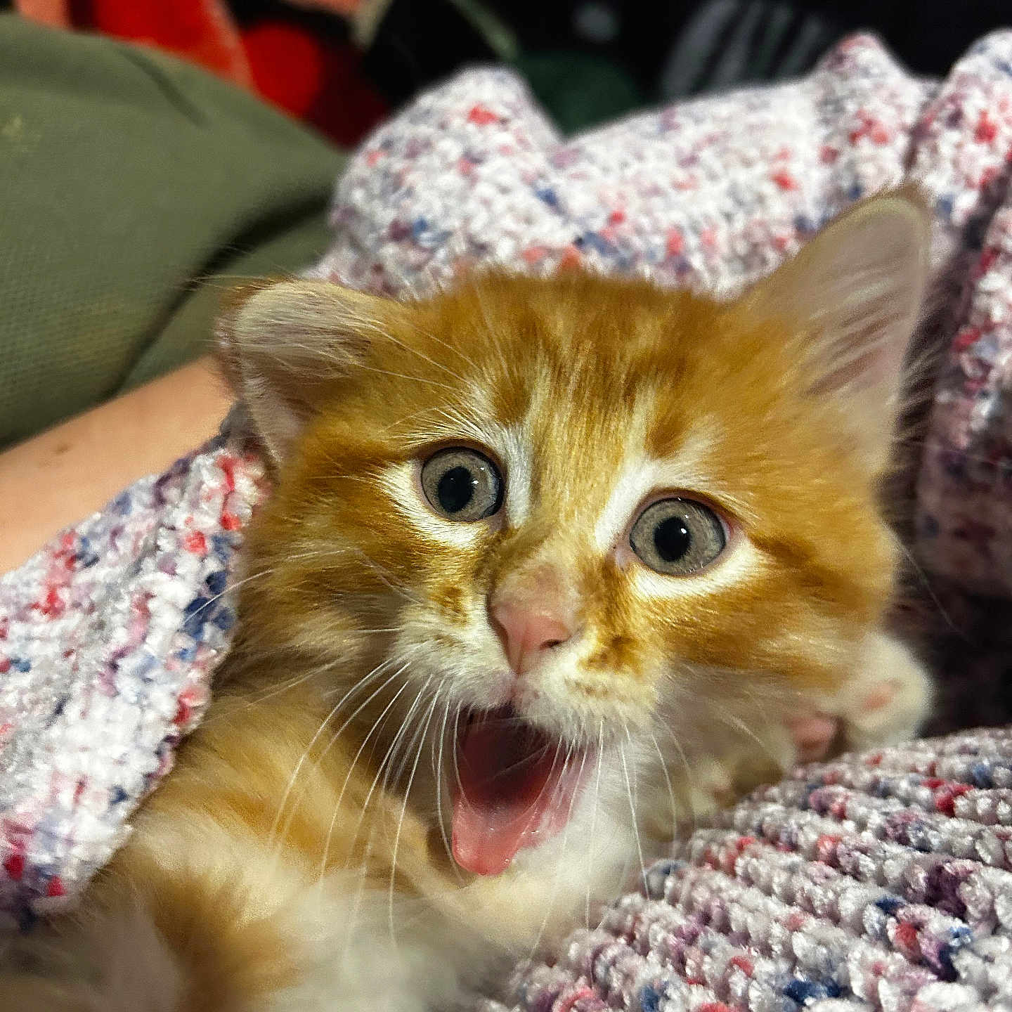 Newton joined the competition — help win amazing prizes! abyssinian, animal, blanket, bodypart, cat, couch, cushion, face, furniture, head, homedecor, kitten, manx, mouth, person, pet, photography, portrait, quilt, tongue