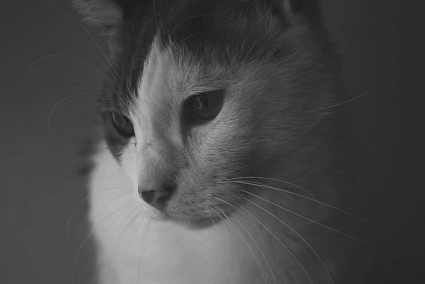 Chiffon a rejoint le concours — aidez-le/la à gagner de superbes lots ! black, black_and_white, carnivore, cat, close_up, ear, eye, felidae, fur, monochrome, monochrome_photography, nose, photography, small_to_medium_sized_cats, snout, style, whiskers, white