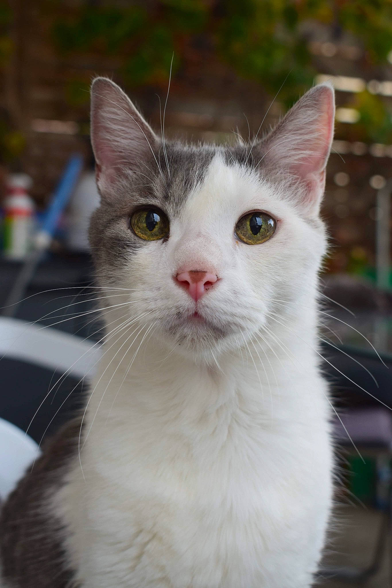 Chiffon a rejoint le concours — aidez-le/la à gagner de superbes lots ! aegean_cat, american_wirehair, carnivore, cat, domestic_short_haired_cat, felidae, fur, japanese_bobtail, kitten, mammal, small_to_medium_sized_cats, turkish_angora, turkish_van, vertebrate, whiskers