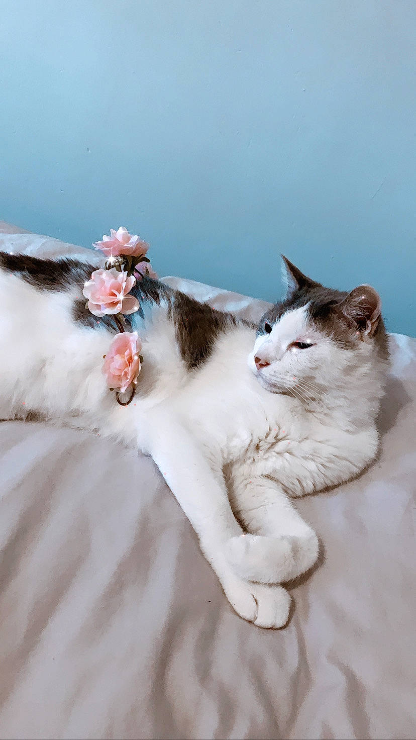 Chiffon a rejoint le concours — aidez-le/la à gagner de superbes lots ! aegean_cat, american_wirehair, carnivore, cat, felidae, fur, kitten, norwegian_forest_cat, polydactyl_cat, ragamuffin, small_to_medium_sized_cats, tail, turkish_van, whiskers