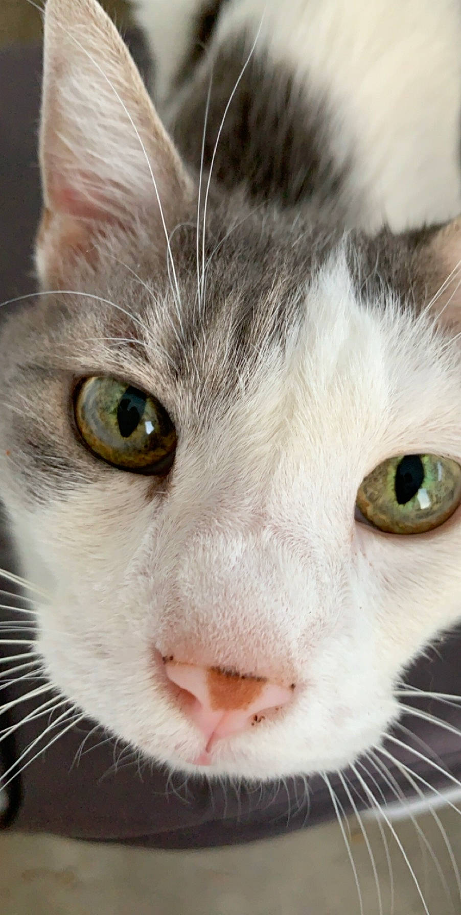 Chiffon a rejoint le concours — aidez-le/la à gagner de superbes lots ! aegean_cat, american_curl, american_wirehair, carnivore, cat, close_up, domestic_short_haired_cat, ear, european_shorthair, eye, felidae, fur, head, iris, mammal, nose, small_to_medium_sized_cats, snout, vertebrate, whiskers