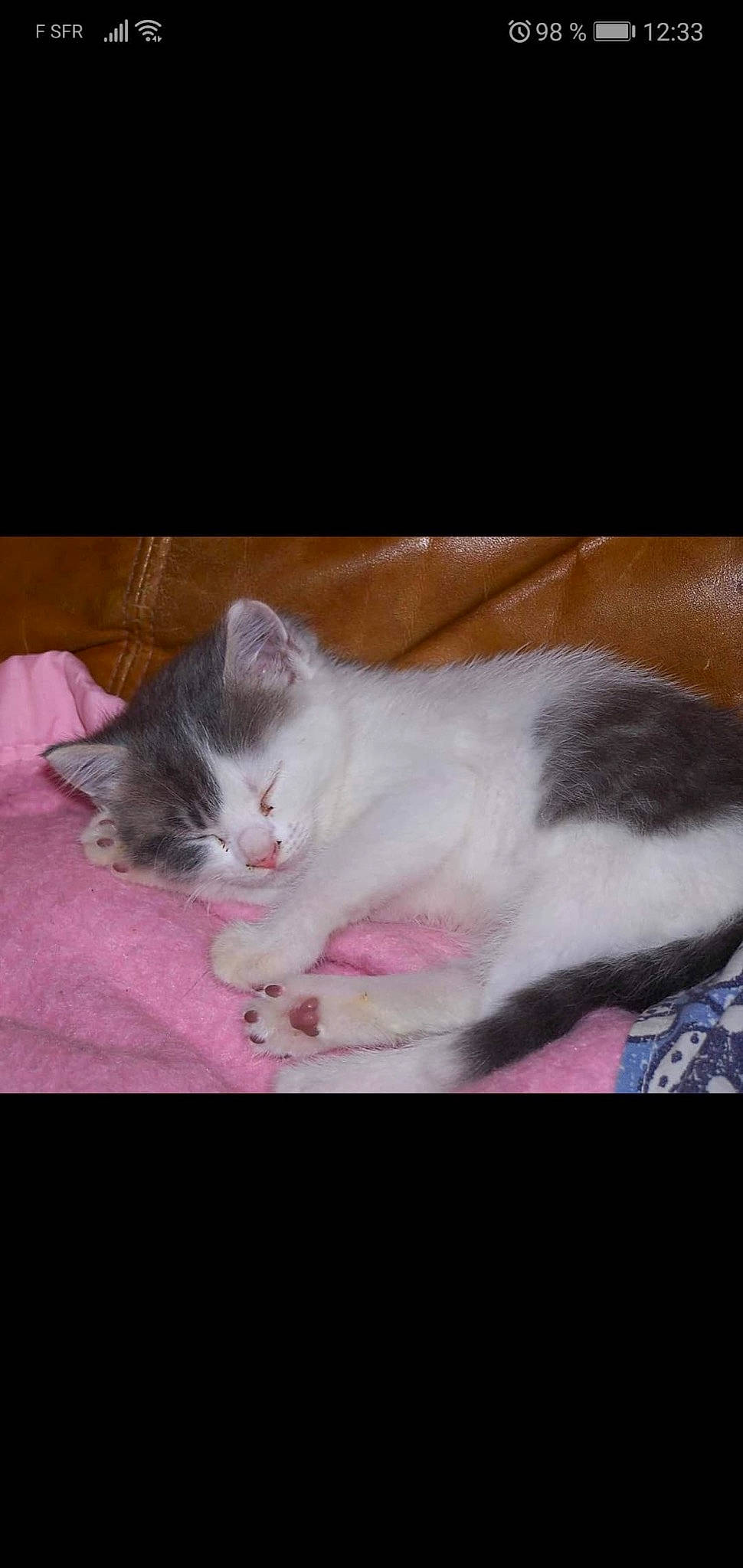 Chiffon participe au concours pour gagner de l'argent avec cette photo : asian, carnivore, cat, domestic_short_haired_cat, european_shorthair, fawn, felidae, fur, kitten, mammal, munchkin, nap, norwegian_forest_cat, paw, photo_caption, polydactyl_cat, small_to_medium_sized_cats, tail, vertebrate, whiskers