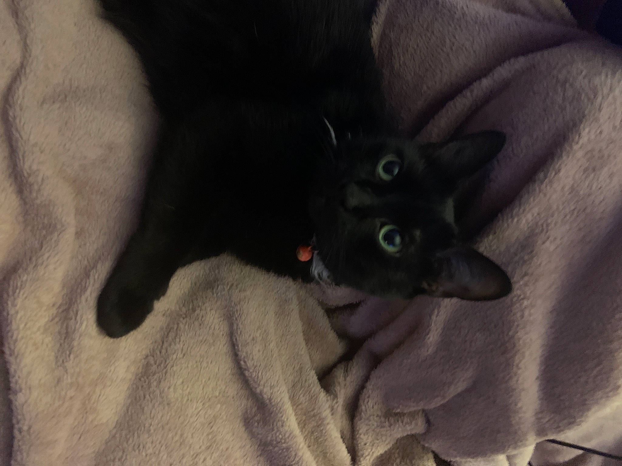 Hannibal joined the competition — help win amazing prizes! black_cat, carnivore, cat, comfort, domestic_short_haired_cat, felidae, fur, kitten, small_to_medium_sized_cats, whiskers