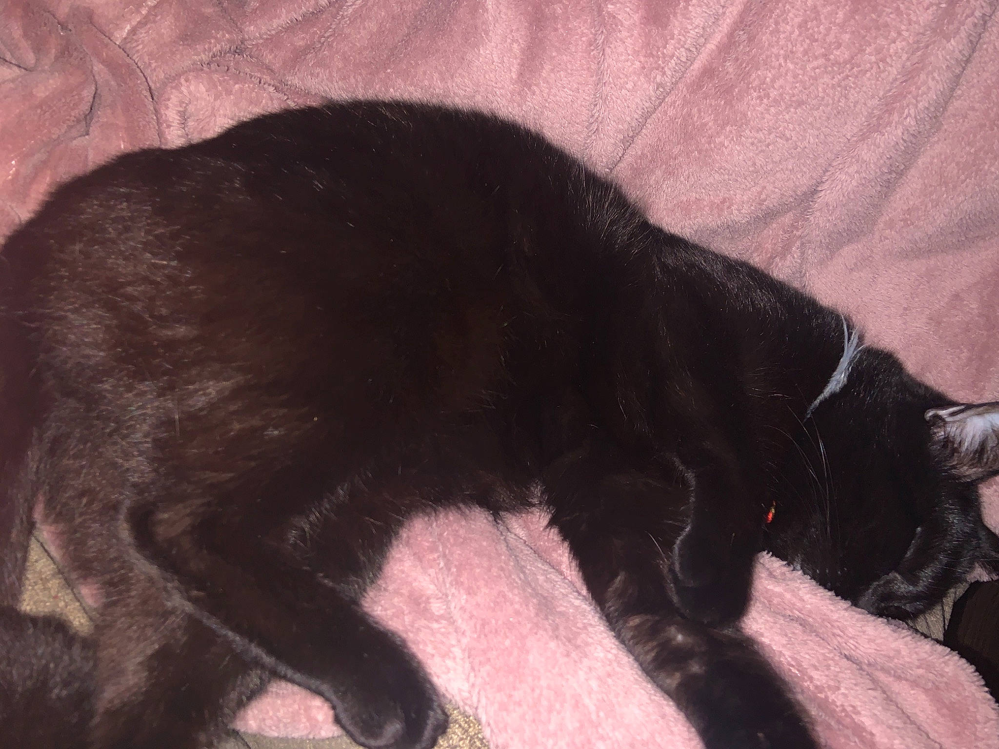 Hannibal joined the competition — help win amazing prizes! black_cat, bombay, carnivore, cat, claw, comfort, felidae, fur, nap, small_to_medium_sized_cats, snout, tail, terrestrial_animal, vertebrate, whiskers