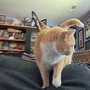 Mittens joined the competition — help win amazing prizes! cat, orange_cat, white_cat, pet, feline, indoor, couch, furniture, bookshelf, books, room, home, basket, framed_picture, curious, animal, domestic, cozy, relaxed, looking_away