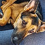 Roscoe is registered to the contest to win money with this photo: dog, german_shepherd, pet, couch, indoor, fur, animal, canine, resting, brown, black, ears, eyes, snout, toy, fabric, home, relaxed, companion, cozy