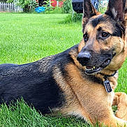 Roscoe is registered to the contest to win money with this photo: dog, german_shepherd, grass, outdoor, pet, animal, collar, tag, lawn, relaxed, brown, black, ears, fur, canine, summer, daylight, nature, fence, backyard