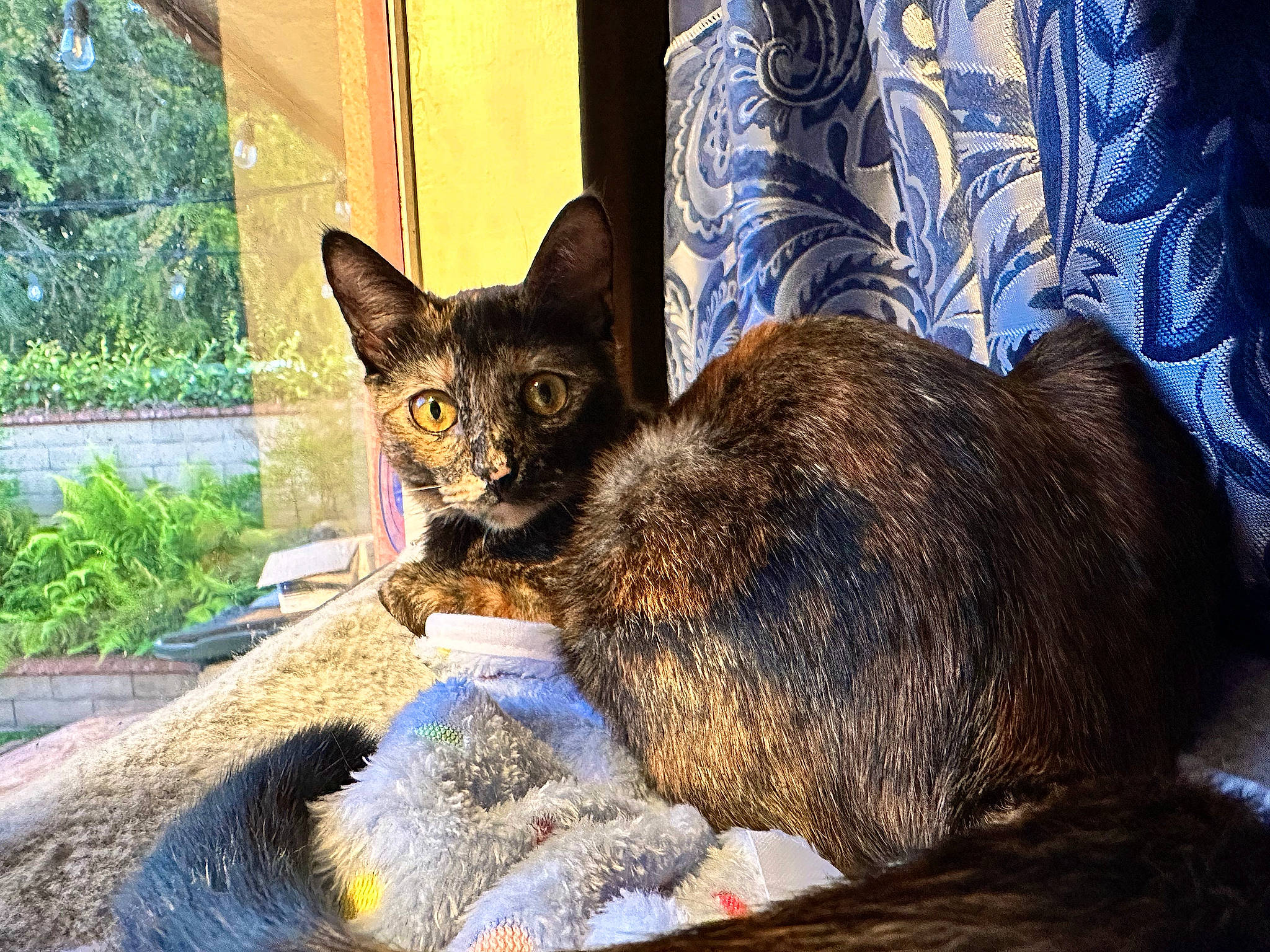 Twix joined the competition — help win amazing prizes! carnivore, cat, claw, comfort, curtain, domestic_short_haired_cat, eye, felidae, fur, grass, plant, sitting, small_to_medium_sized_cats, snout, tail, terrestrial_animal, tree, whiskers, wildlife, window