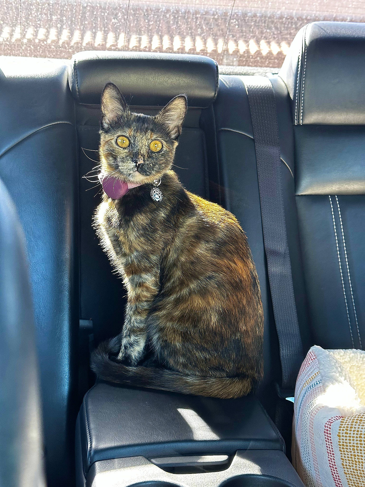 Twix joined the competition — help win amazing prizes! auto_part, automotive_exterior, automotive_tire, automotive_window_part, car_seat, car_seat_cover, carnivore, cat, chair, comfort, domestic_short_haired_cat, felidae, fur, motor_vehicle, sitting, small_to_medium_sized_cats, tail, vehicle_door, whiskers, windshield