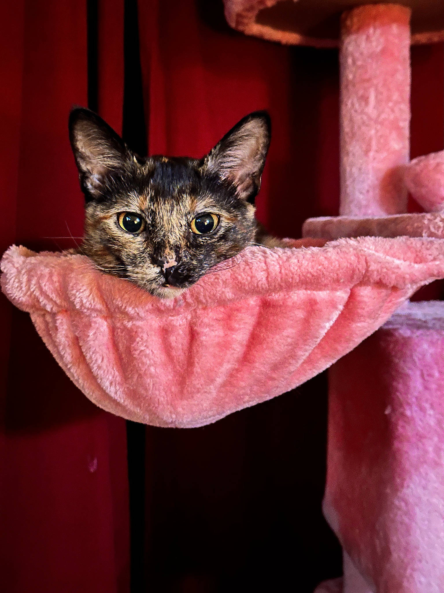 Twix joined the competition — help win amazing prizes! bat, carnivore, cat, cat_supply, claw, domestic_short_haired_cat, fawn, felidae, fur, small_to_medium_sized_cats, snout, tail, terrestrial_animal, whiskers, wildlife, window