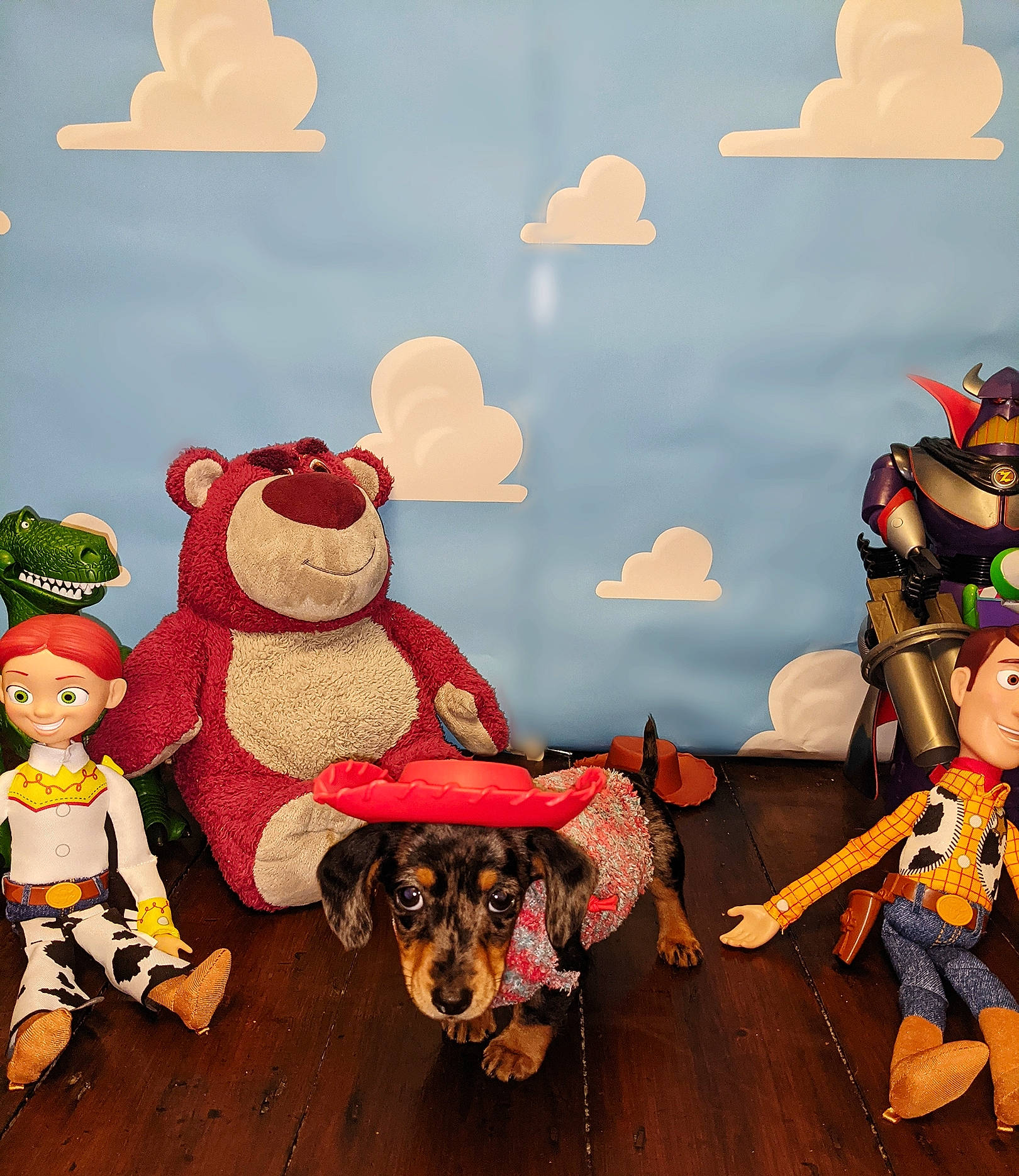 Nova is registered to the contest to win money with this photo: animated_cartoon, animation, art, carnivore, cloud, companion_dog, dog, event, fawn, fiction, fictional_character, fun, happy, hat, holiday, illustration, mammal, sporting_group, toy, working_animal