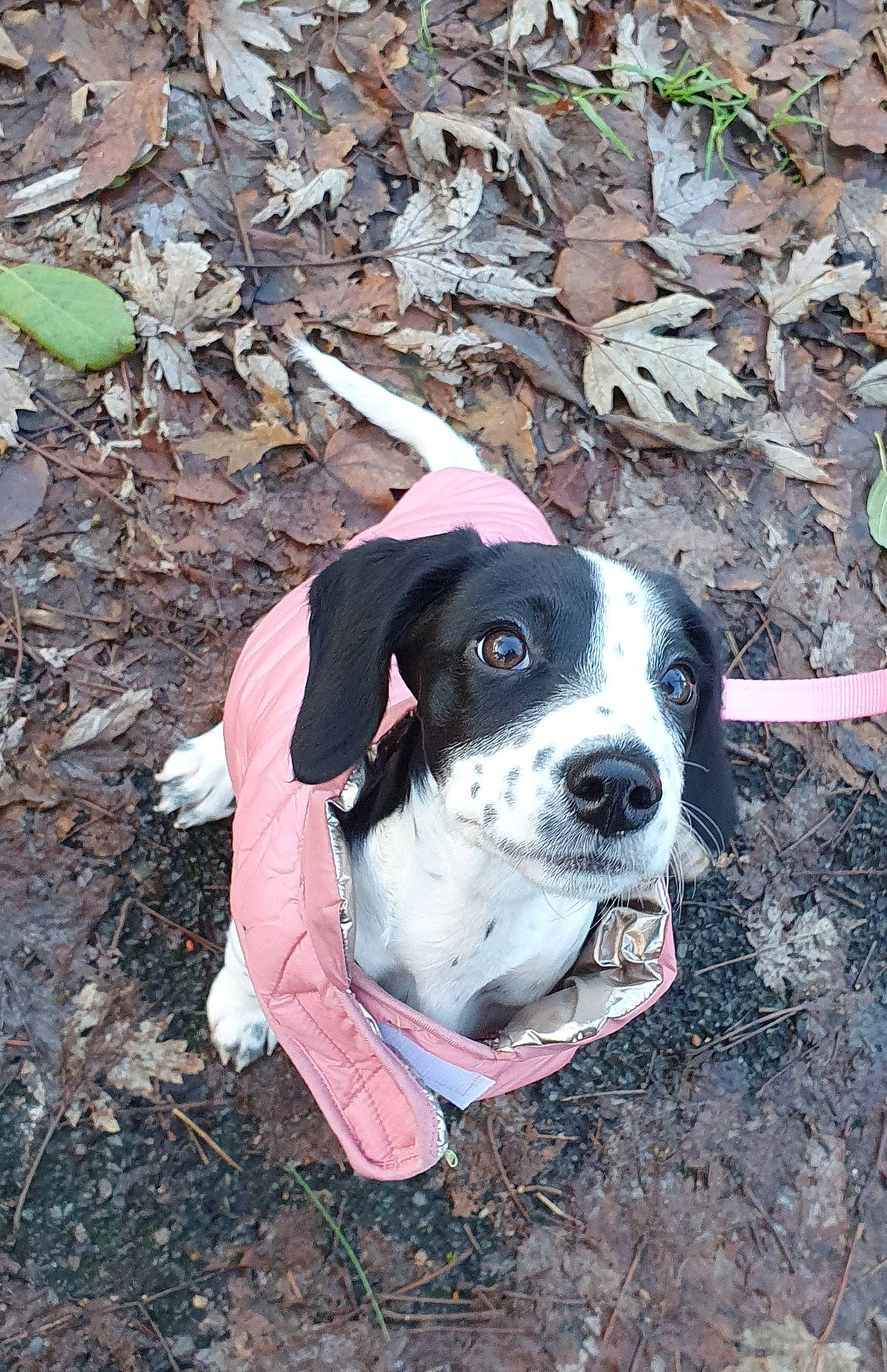 Luna joined the competition — help win amazing prizes! adventure, carmine, carnivore, collar, companion_dog, dog, dog_breed, dog_clothes, dog_collar, dog_supply, fawn, grass, hat, leash, plant, snout, soil, sporting_group, whiskers, working_animal