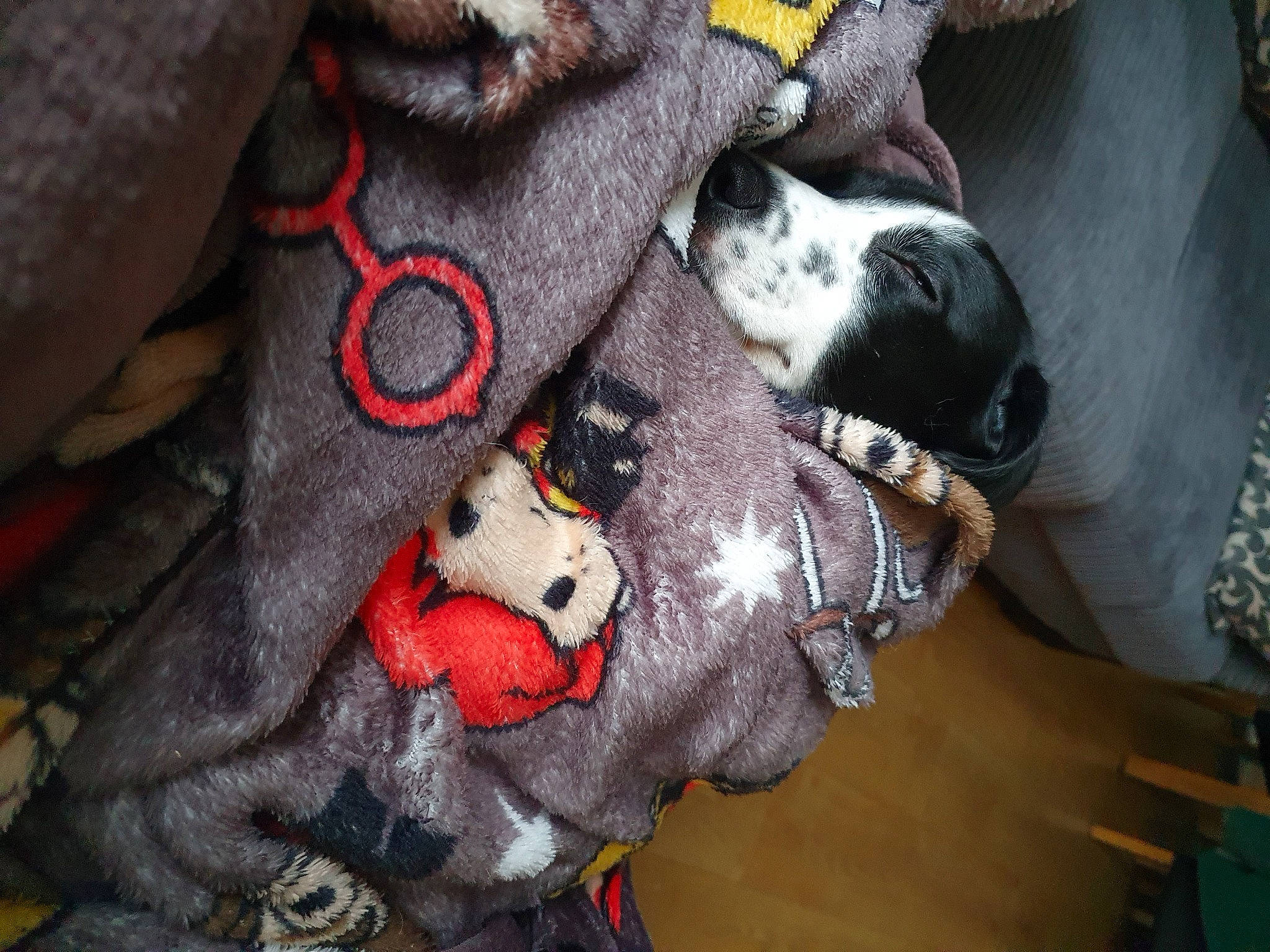 Luna joined the competition — help win amazing prizes! canidae, carmine, carnivore, companion_dog, costume, dog, dog_breed, dog_supply, fawn, fur, grey, guard_dog, outdoor_shoe, personal_protective_equipment, plush, snout, sporting_group, stuffed_toy, toy, working_animal