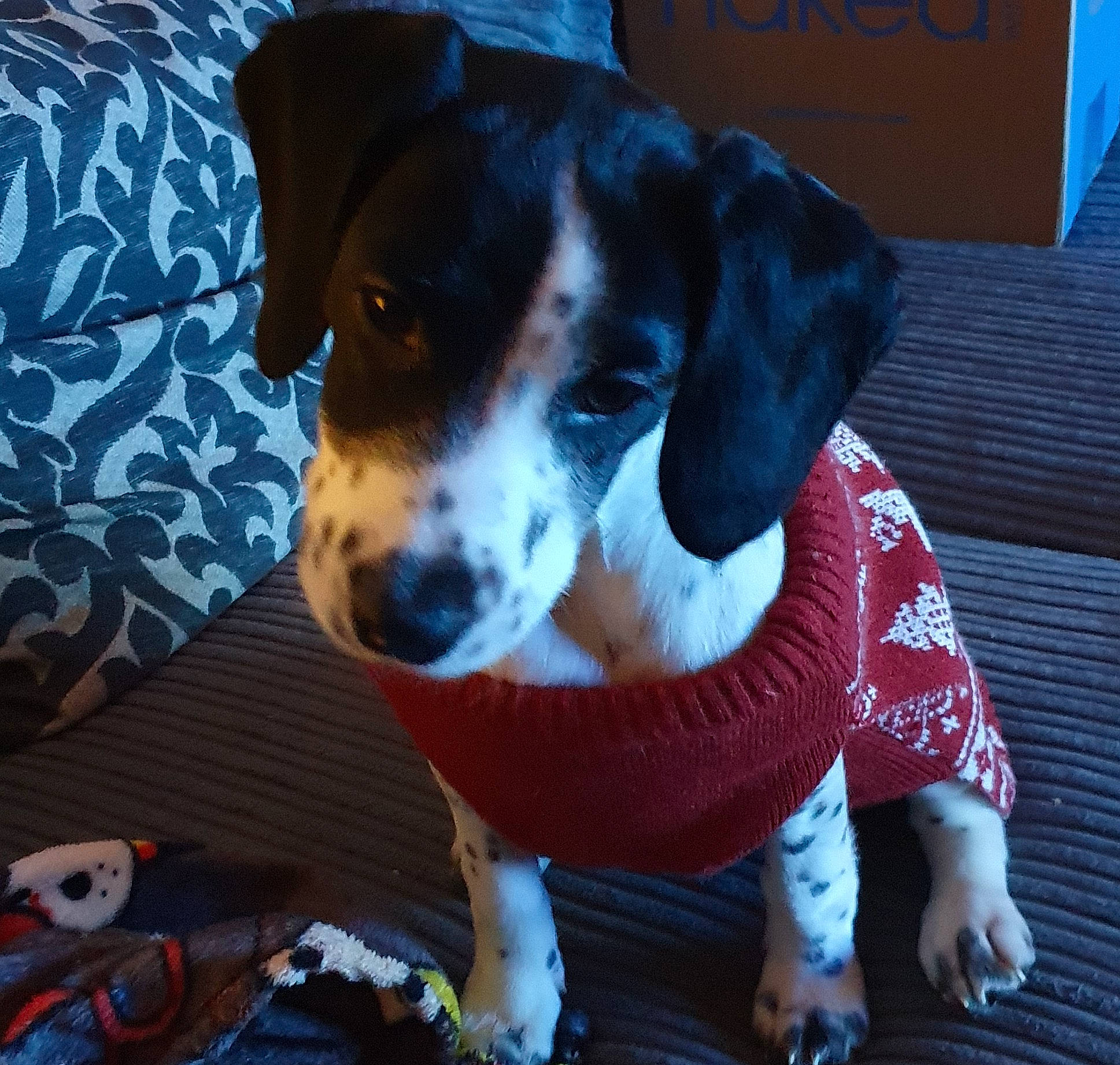 Luna is registered to the contest to win money with this photo: canidae, carnivore, collar, companion_dog, dog, dog_breed, dog_supply, fawn, finnish_hound, fur, hound, leash, paw, pet_supply, puppy, scent_hound, snout, sporting_group, whiskers, working_animal