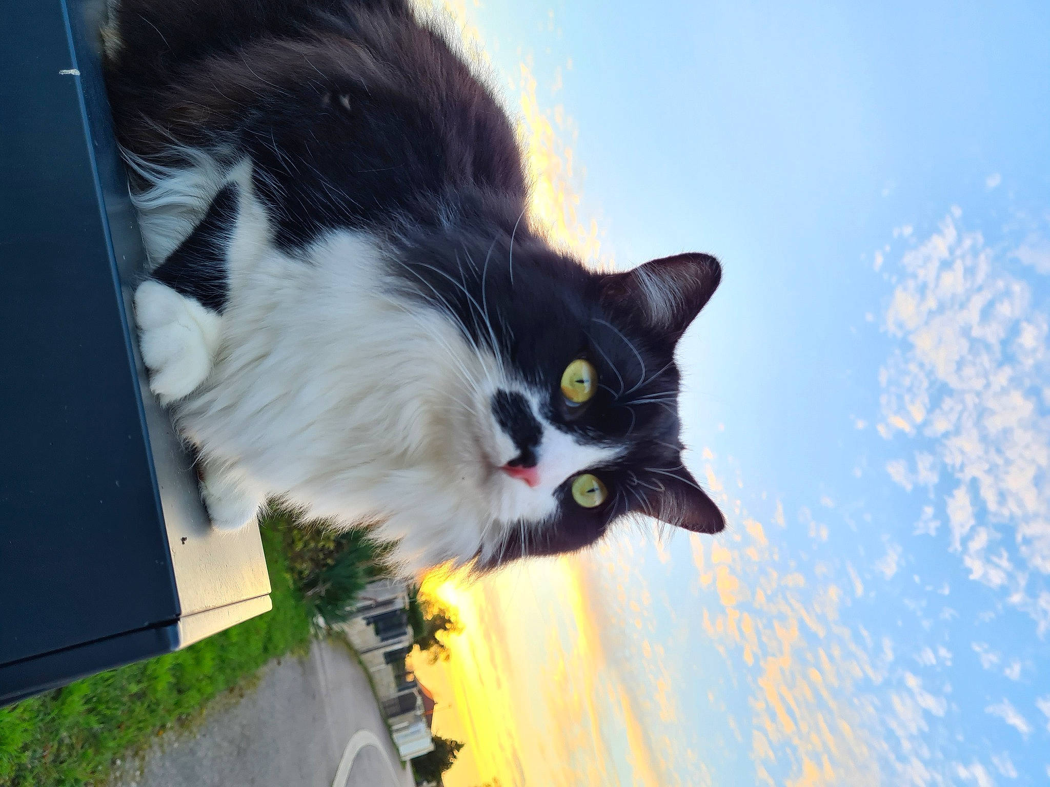Filou