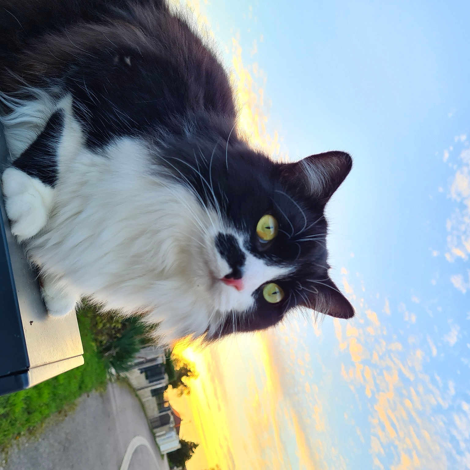 Filou