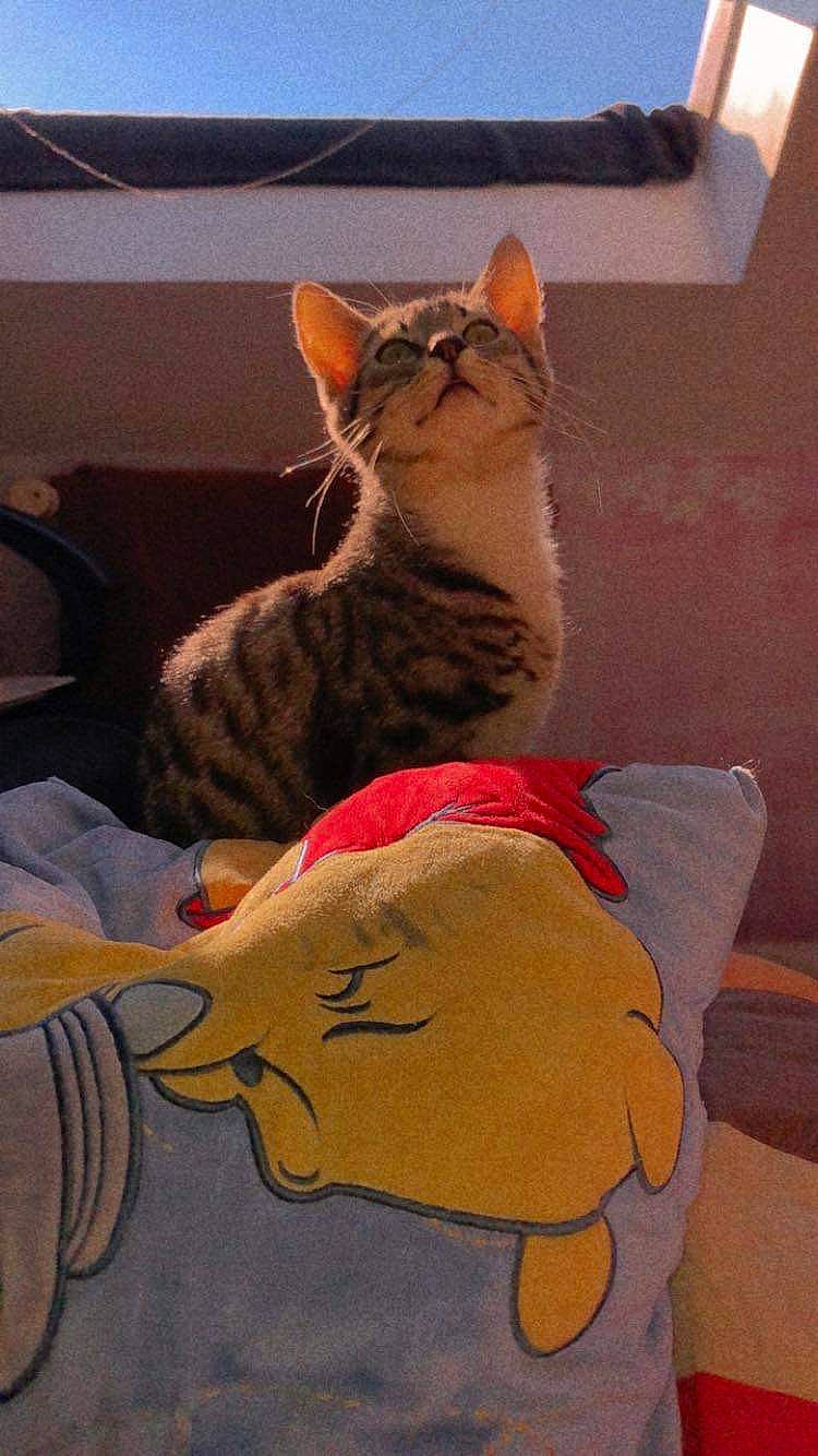 Plume participe au concours pour gagner de l'argent avec cette photo : art, carnivore, cat, comfort, couch, domestic_short_haired_cat, fawn, felidae, flooring, fur, mammal, musical_instrument, paw, room, small_to_medium_sized_cats, snout, tail, visual_arts, whiskers, wood