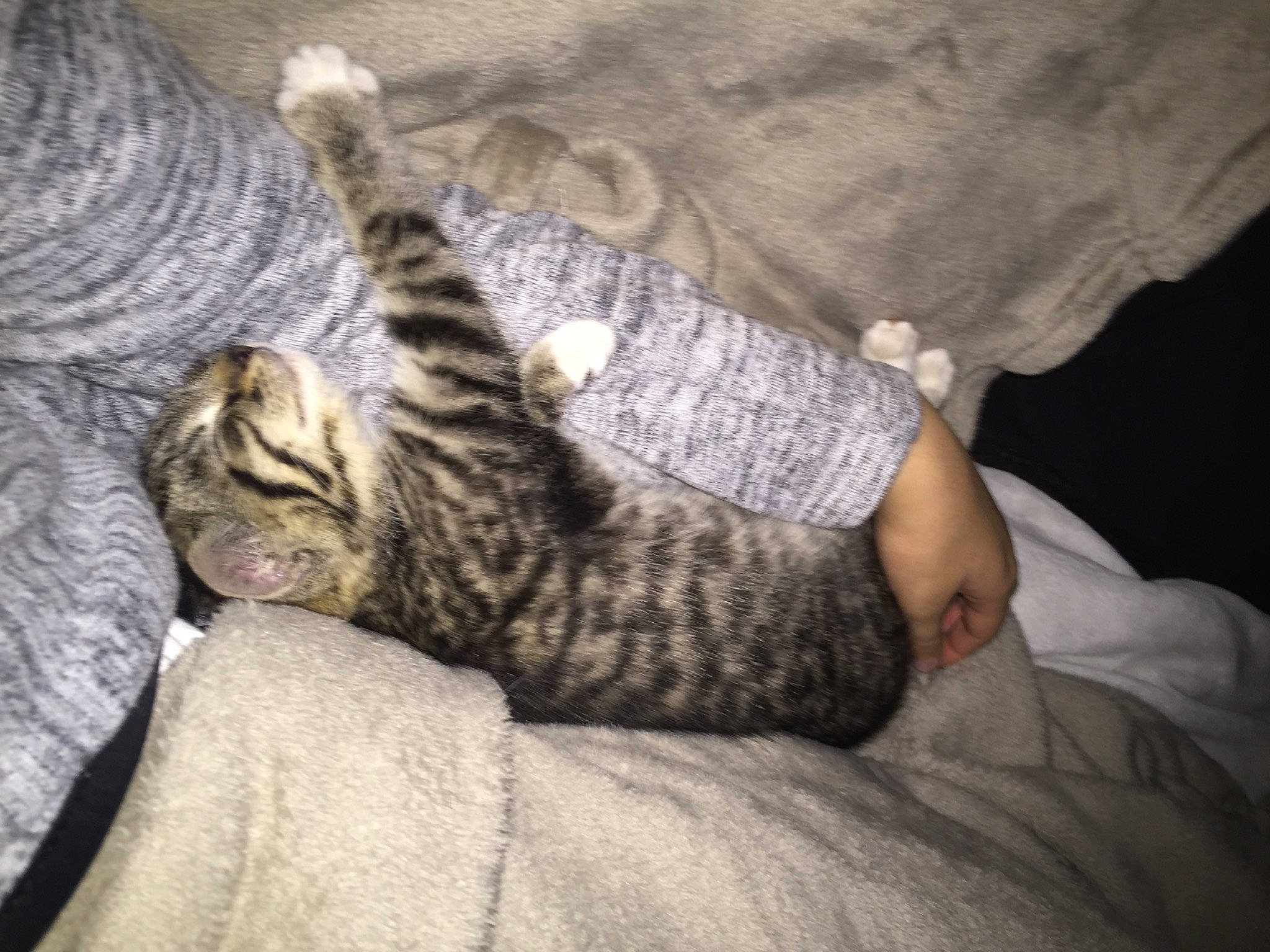 Plume participe au concours pour gagner de l'argent avec cette photo : carnivore, cat, claw, comfort, domestic_short_haired_cat, felidae, fur, grey, linens, nap, paw, sitting, sleep, small_to_medium_sized_cats, snout, tail, terrestrial_animal, whiskers