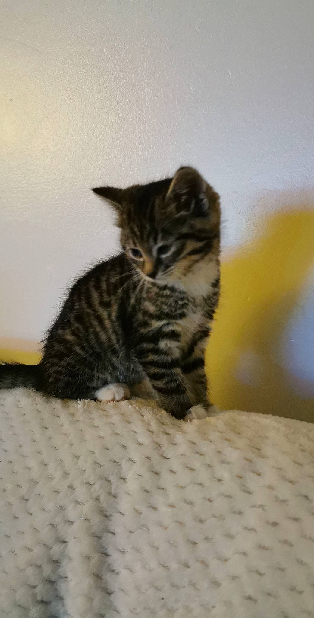 Plume participe au concours pour gagner de l'argent avec cette photo : carnivore, cat, claw, comfort, domestic_short_haired_cat, felidae, fur, paw, small_to_medium_sized_cats, snout, tail, terrestrial_animal, whiskers, wildlife