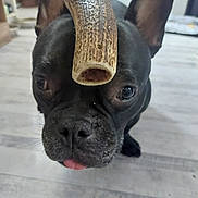Rollo a rejoint le concours — aidez-le/la à gagner de superbes lots ! animal, black_dog, canine, chew_bone, close_up, companion, cute, dog, domestic_animal, ears, face, floor, french_bulldog, house, indoor, pet, playful, snout, tongue_out, wooden_floor