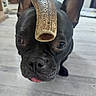 animal, black_dog, canine, chew_bone, close_up, companion, cute, dog, domestic_animal, ears, face, floor, french_bulldog, house, indoor, pet, playful, snout, tongue_out, wooden_floor