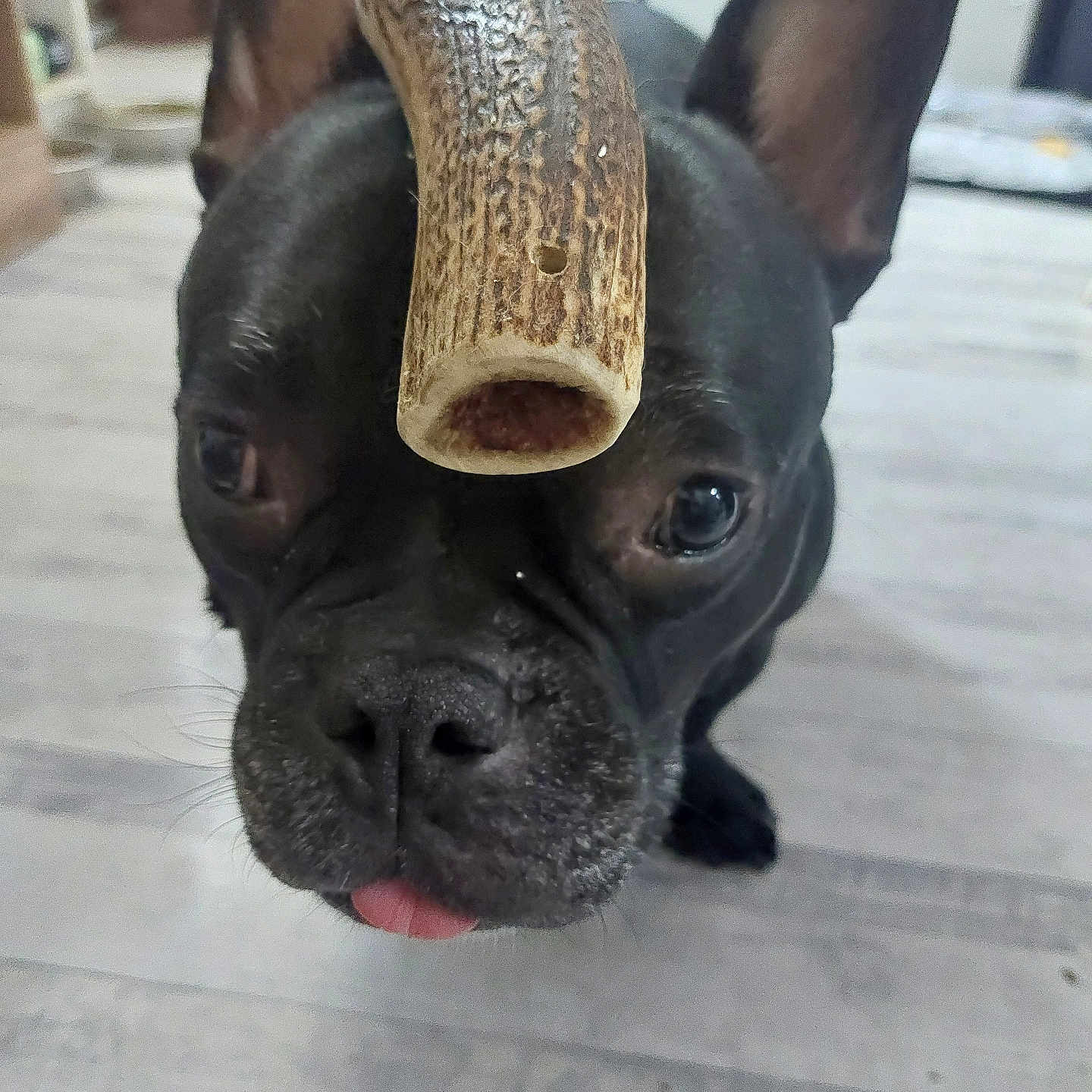 Rollo