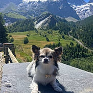 Ringo participe au concours pour gagner de l'argent avec cette photo : dog, small_dog, outdoor, mountains, nature, sunlight, stone_surface, greenery, scenic, animal, fluffy, pet, landscape, sky, summer, relaxing, quiet, daytime, wildlife, forest