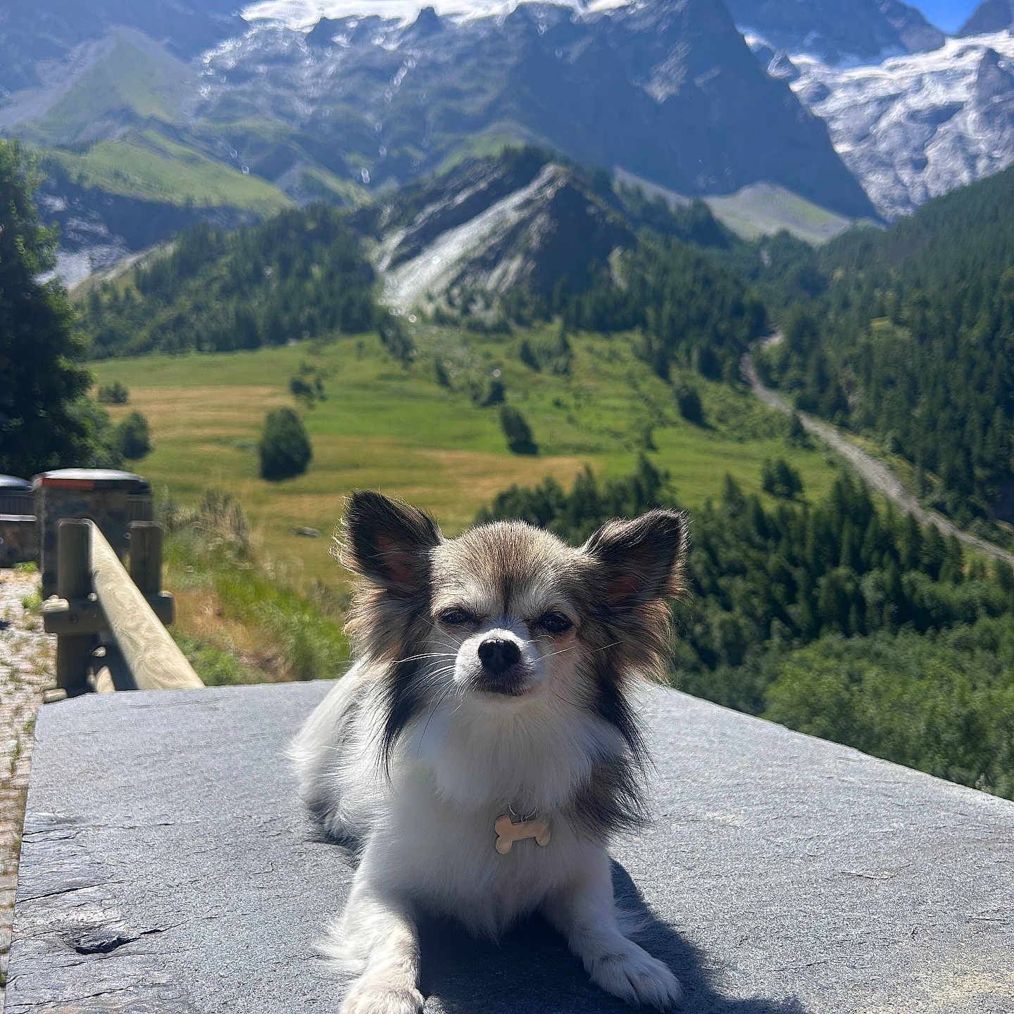 Ringo