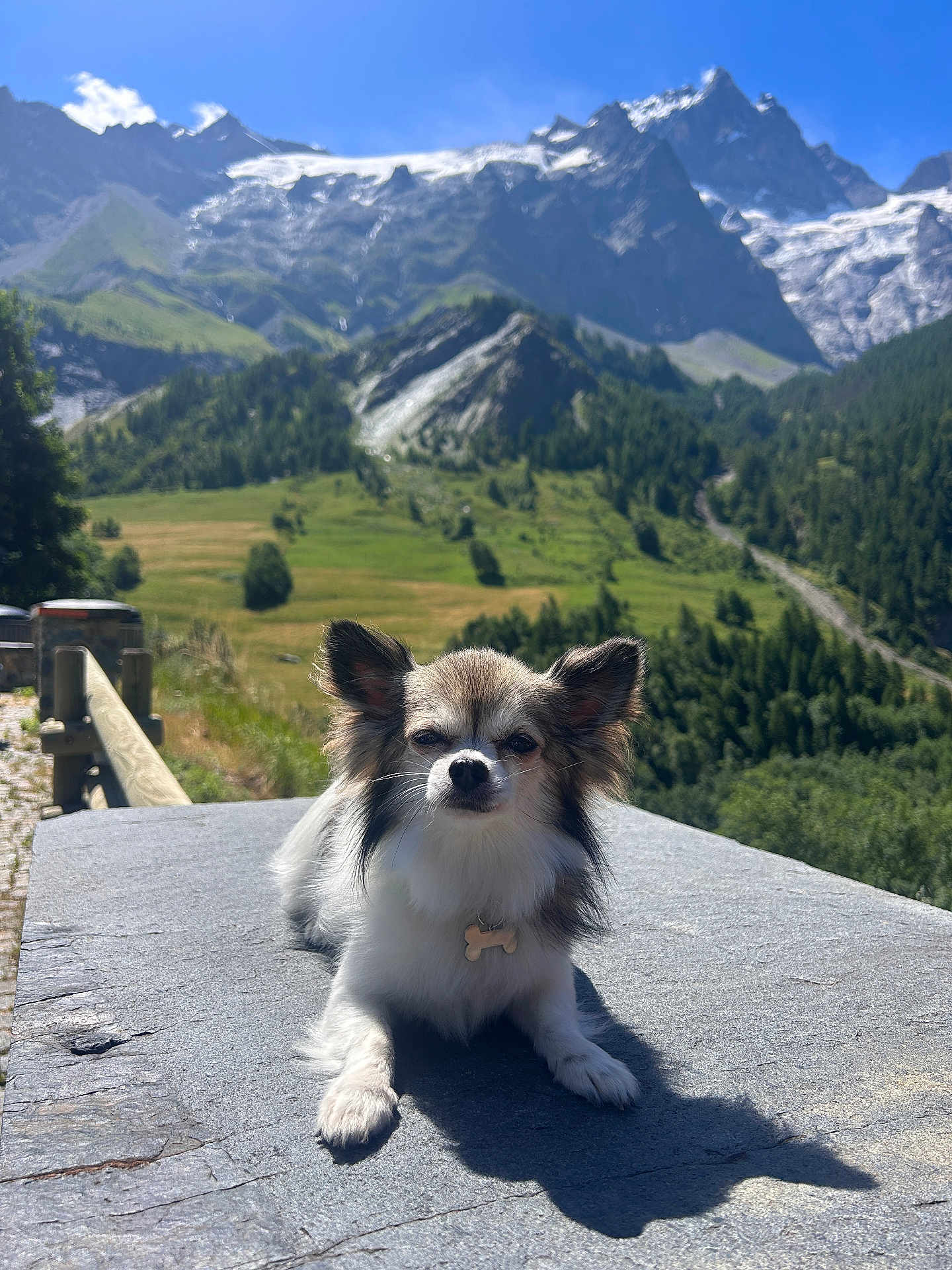 Ringo participe au concours pour gagner de l'argent avec cette photo : dog, small_dog, outdoor, mountains, nature, sunlight, stone_surface, greenery, scenic, animal, fluffy, pet, landscape, sky, summer, relaxing, quiet, daytime, wildlife, forest