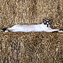 cat, siamese_cat, hay, barn, animal, feline, resting, stretched_out, brown, white, fur, relaxed, nature, outdoor, agriculture, farm, peaceful, cute, pet, mammal