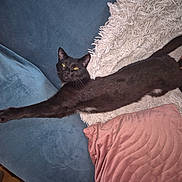 Zina a rejoint le concours — aidez-le/la à gagner de superbes lots ! black_cat, cat, stretching, couch, pillow, blanket, indoor, pet, feline, fur, whiskers, tail, cozy, relaxed, home, animal, mammal, cute, domestic, comfortable