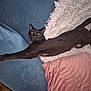 black_cat, cat, stretching, couch, pillow, blanket, indoor, pet, feline, fur, whiskers, tail, cozy, relaxed, home, animal, mammal, cute, domestic, comfortable