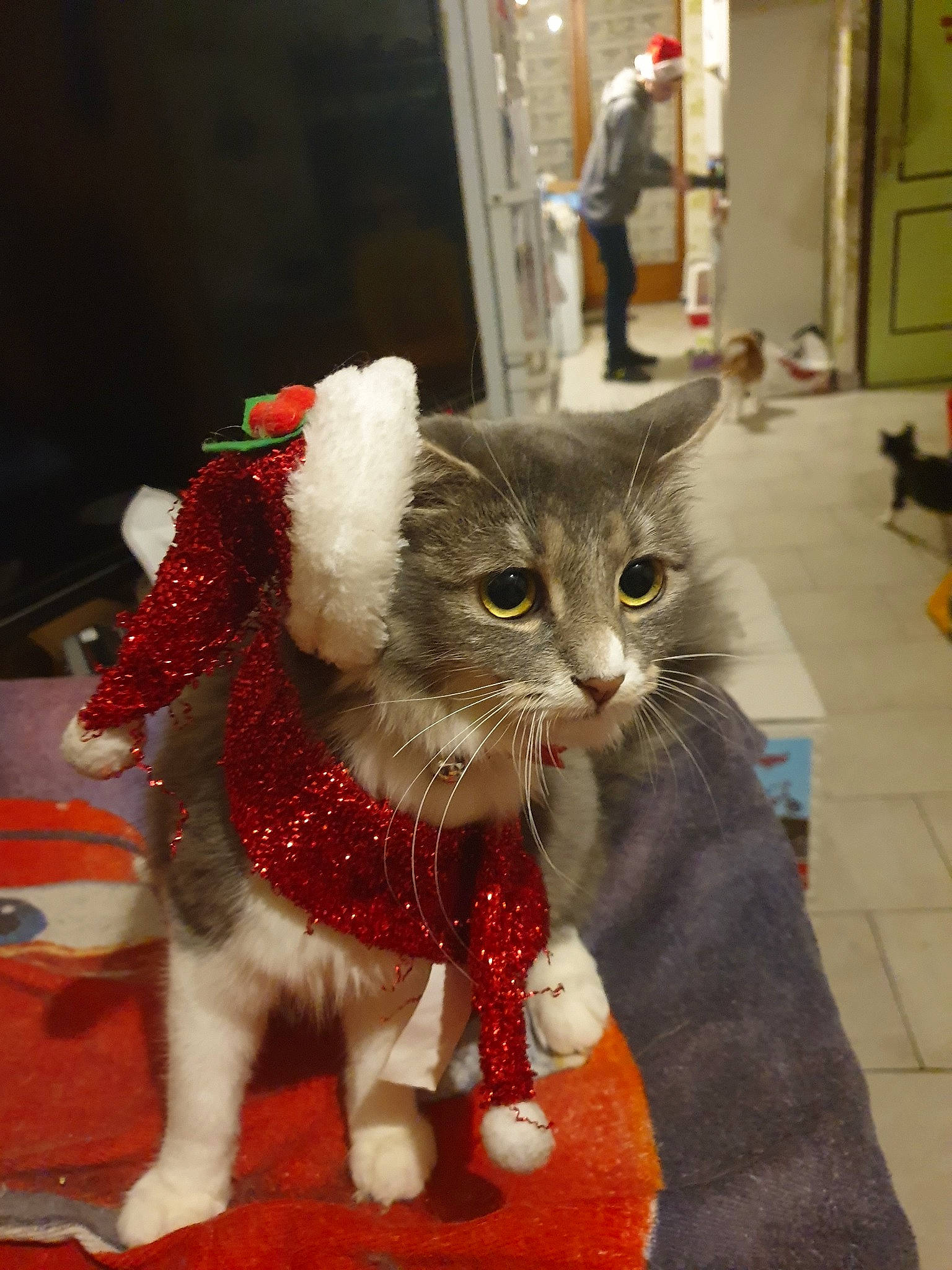 Princesse a rejoint le concours — aidez-le/la à gagner de superbes lots ! american_curl, american_shorthair, asian, carnivore, cat, christmas, claw, domestic_short_haired_cat, european_shorthair, fawn, felidae, fur, kitten, norwegian_forest_cat, polydactyl_cat, small_to_medium_sized_cats, snout, tabby_cat, tail, whiskers