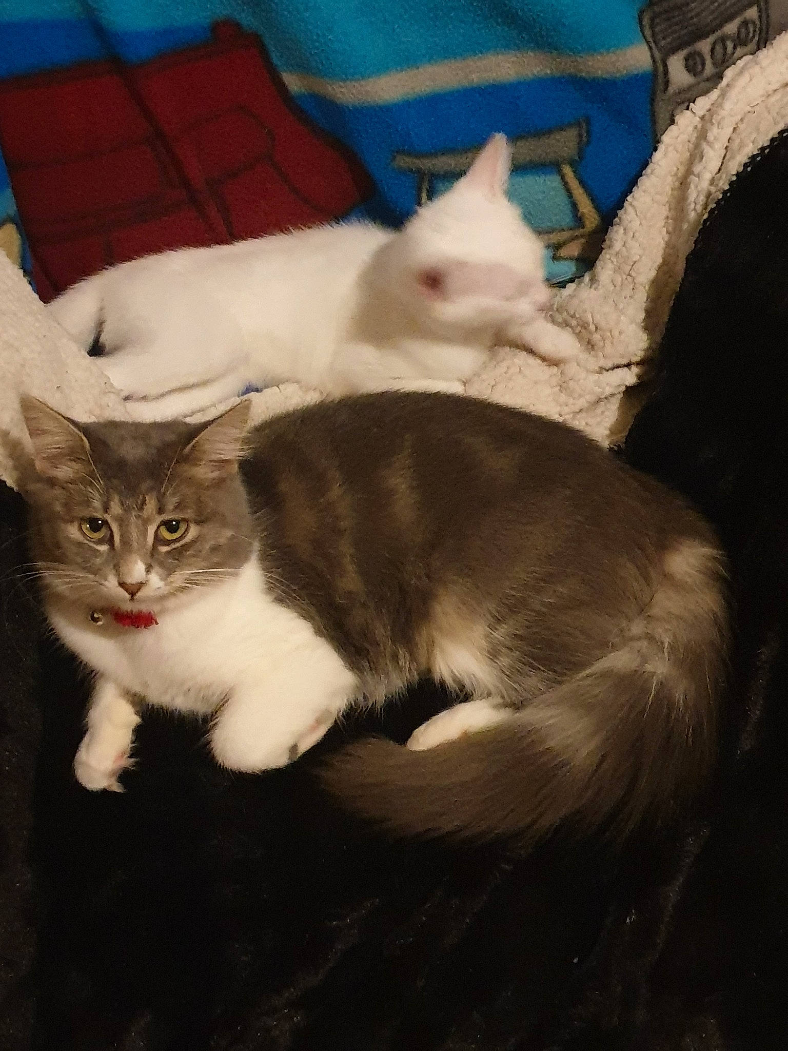 Princesse participe au concours pour gagner de l'argent avec cette photo : aegean_cat, american_wirehair, asian, burmilla, carnivore, cat, domestic_short_haired_cat, european_shorthair, fawn, felidae, fur, kitten, mammal, ojos_azules, skin, small_to_medium_sized_cats, tail, turkish_angora, vertebrate, whiskers