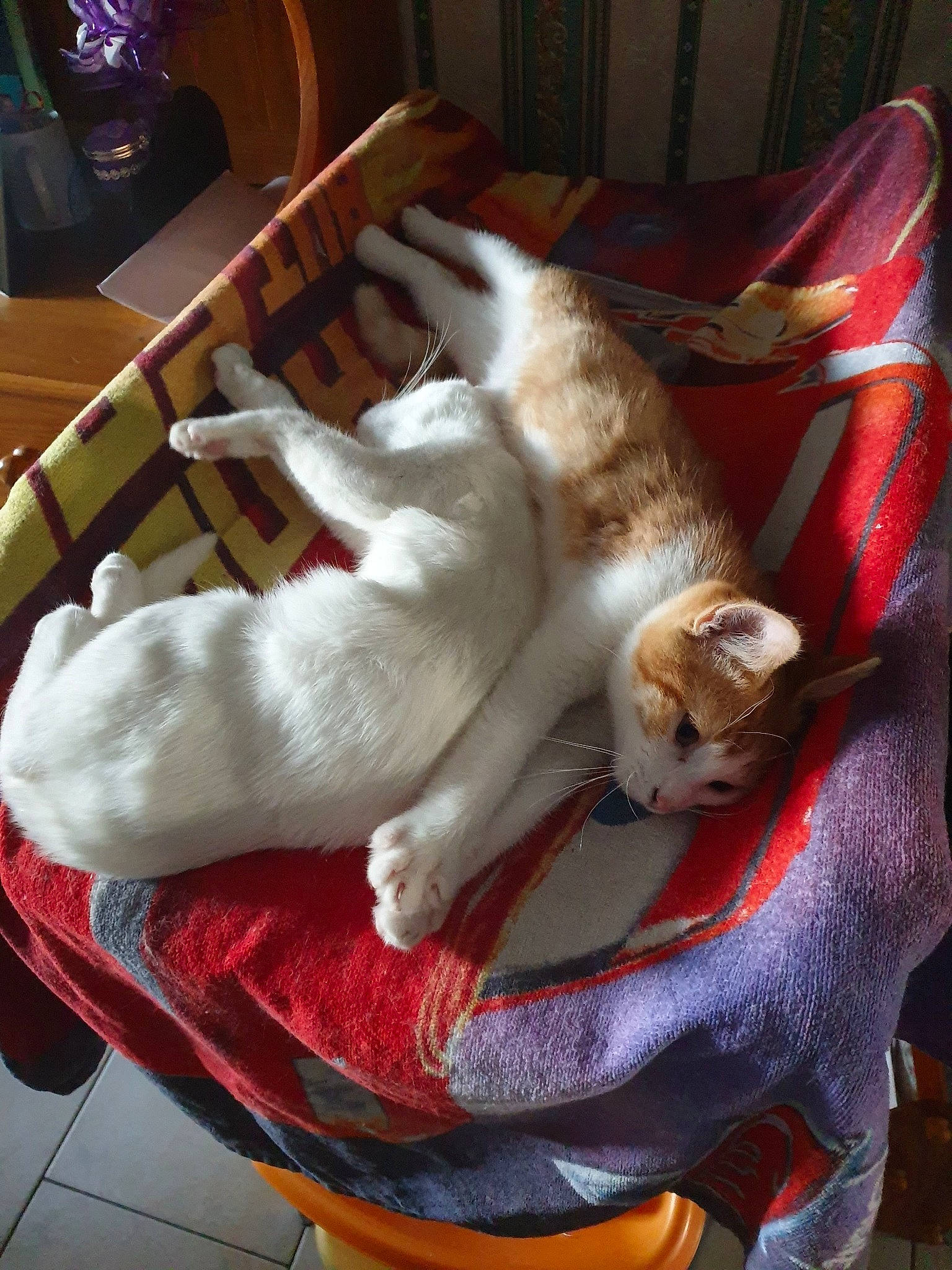 Calinou Et Blanco a rejoint le concours — aidez-le/la à gagner de superbes lots ! canidae, carnivore, cat, companion_dog, dog_breed, felidae, small_to_medium_sized_cats, tail