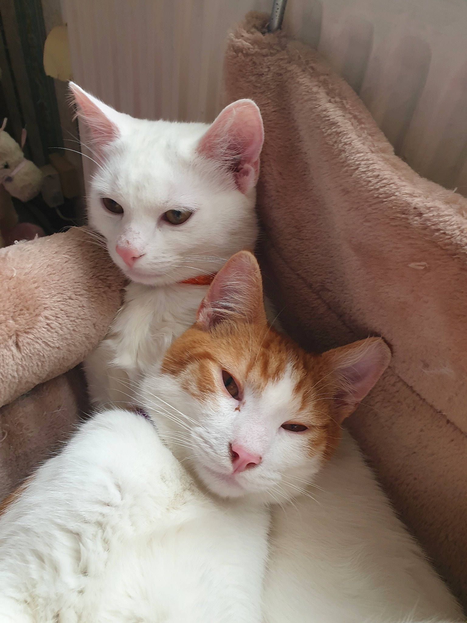 Calinou Et Blanco a rejoint le concours — aidez-le/la à gagner de superbes lots ! aegean_cat, arabian_mau, asian, burmilla, carnivore, cat, colorpoint_shorthair, domestic_short_haired_cat, eye, felidae, german_rex, khao_manee, kitten, mammal, ojos_azules, small_to_medium_sized_cats, turkish_angora, turkish_van, vertebrate, whiskers