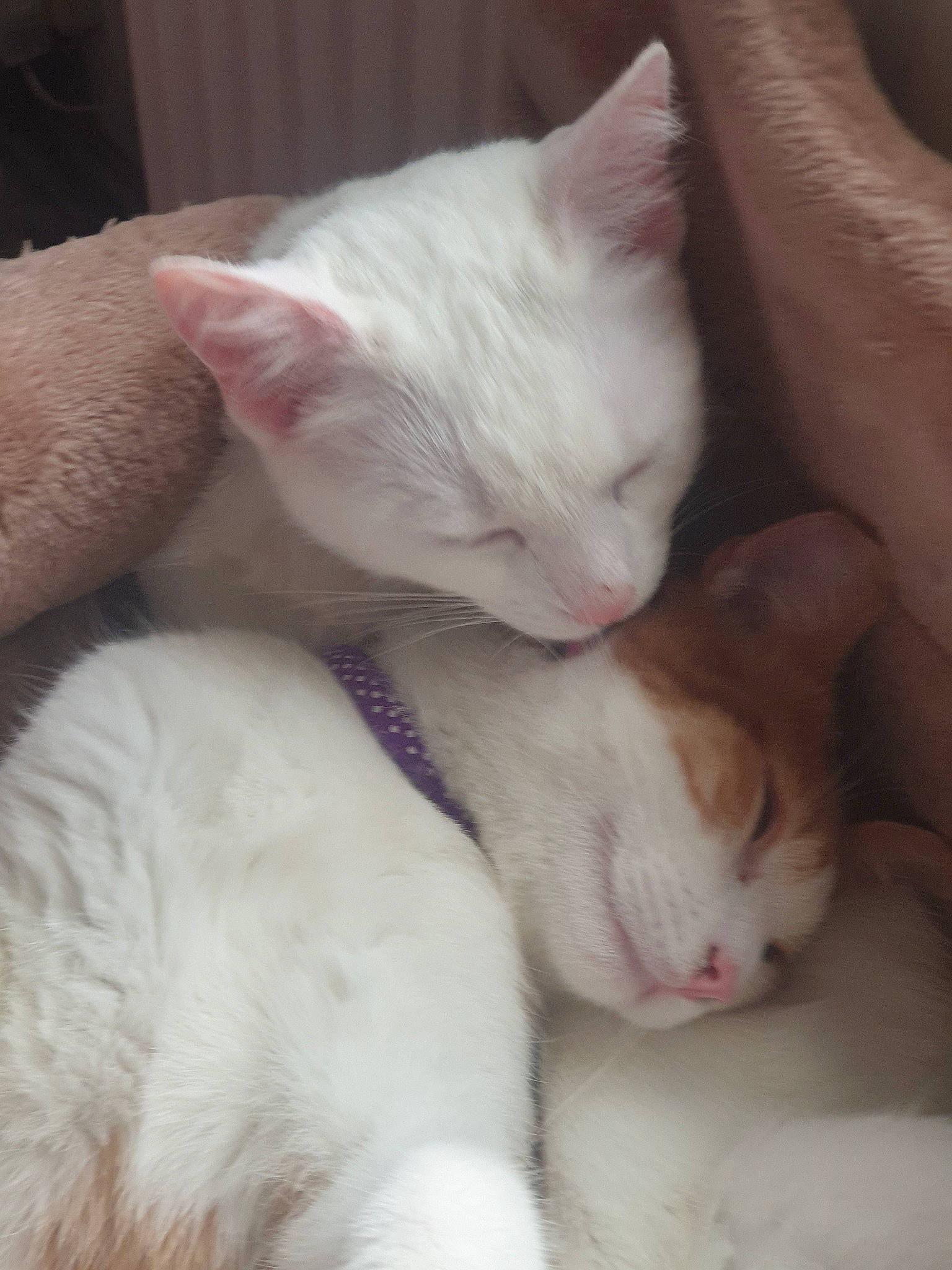 Calinou Et Blanco a rejoint le concours — aidez-le/la à gagner de superbes lots ! carnivore, cat, colorpoint_shorthair, ear, fawn, felidae, fur, khao_manee, kitten, nap, nose, polydactyl_cat, skin, sleep, small_to_medium_sized_cats, tail, turkish_angora, turkish_van, whiskers