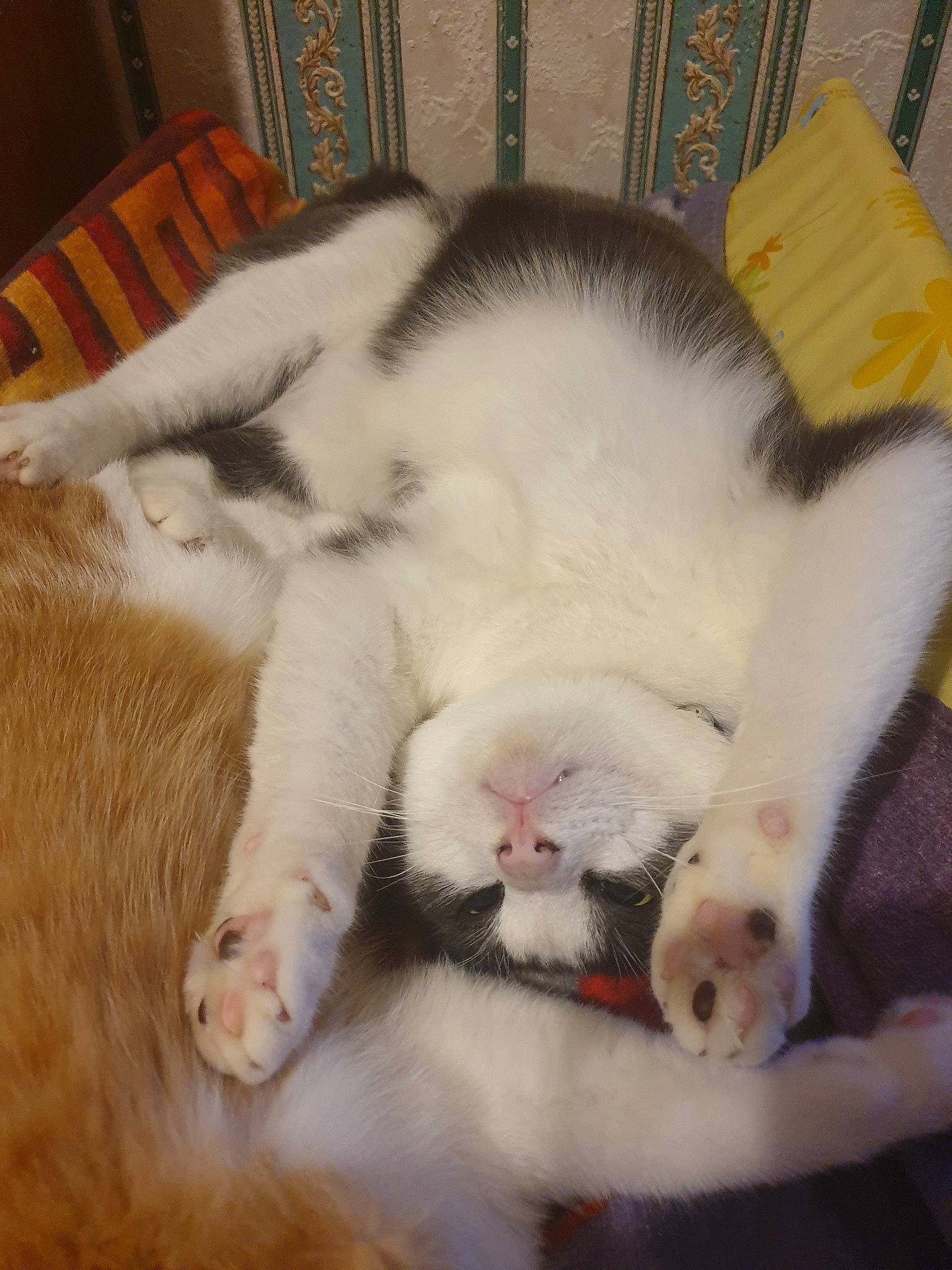 Garfield participe au concours pour gagner de l'argent avec cette photo : carnivore, cat, claw, fawn, felidae, fur, kitten, nap, nose, paw, polydactyl_cat, sleep, small_to_medium_sized_cats, snout, whiskers