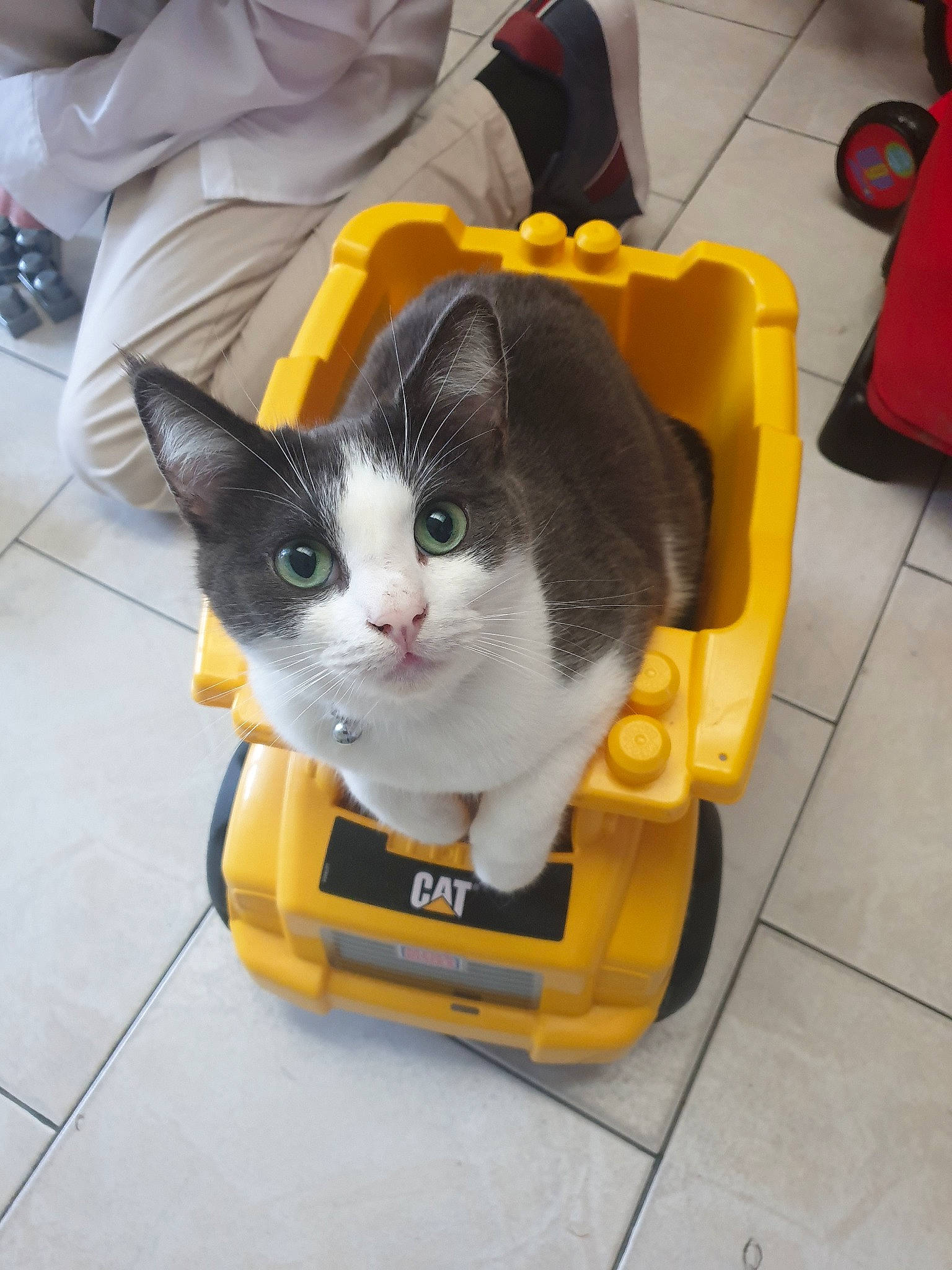 Garfield participe au concours pour gagner de l'argent avec cette photo : carnivore, cat, chair, domestic_short_haired_cat, european_shorthair, felidae, kitten, small_to_medium_sized_cats, whiskers, yellow
