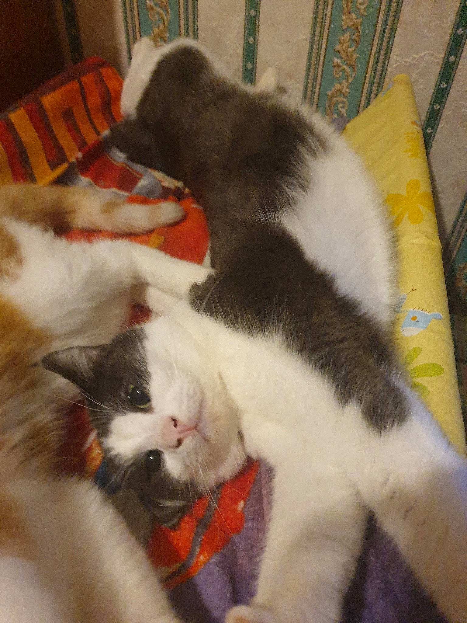 Garfield a rejoint le concours — aidez-le/la à gagner de superbes lots ! carnivore, cat, domestic_short_haired_cat, felidae, fur, kitten, mammal, paw, polydactyl_cat, small_to_medium_sized_cats, snout, tail, whiskers