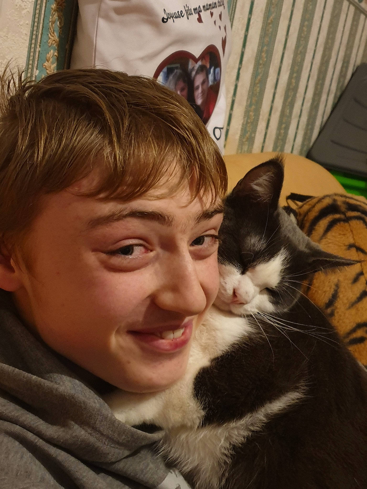 Garfield participe au concours pour gagner de l'argent avec cette photo : american_wirehair, asian, carnivore, cat, cheek, domestic_short_haired_cat, ear, eye, face, facial_expression, felidae, forehead, fur, head, nose, organ, skin, small_to_medium_sized_cats, snout, whiskers