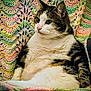 Temy joined the competition — help win amazing prizes! cat, tabby, white_fur, knitted_blanket, colorful, cozy, indoor, pet, relaxed, feline, sitting, soft_texture, curious, fur_pattern, closeup, domestic_cat, resting, comfort, background, warm